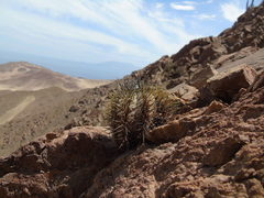 Copiapoa atacamensis