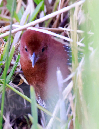 iNaturalist image