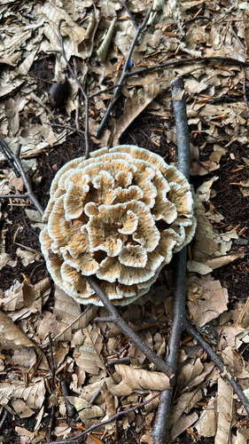 Thelephora aurantiotincta