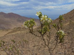 Cristaria integerrima