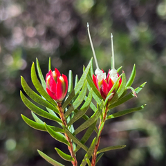 Darwinia procera, photograph (c) James K. Douch, some rights reserved (CC BY-SA)