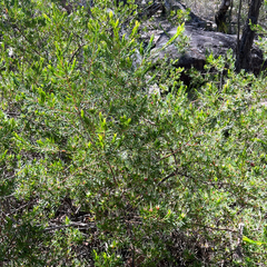 Darwinia procera, photograph (c) James K. Douch, some rights reserved (CC BY-SA)