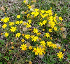 Croptilon rigidifolium