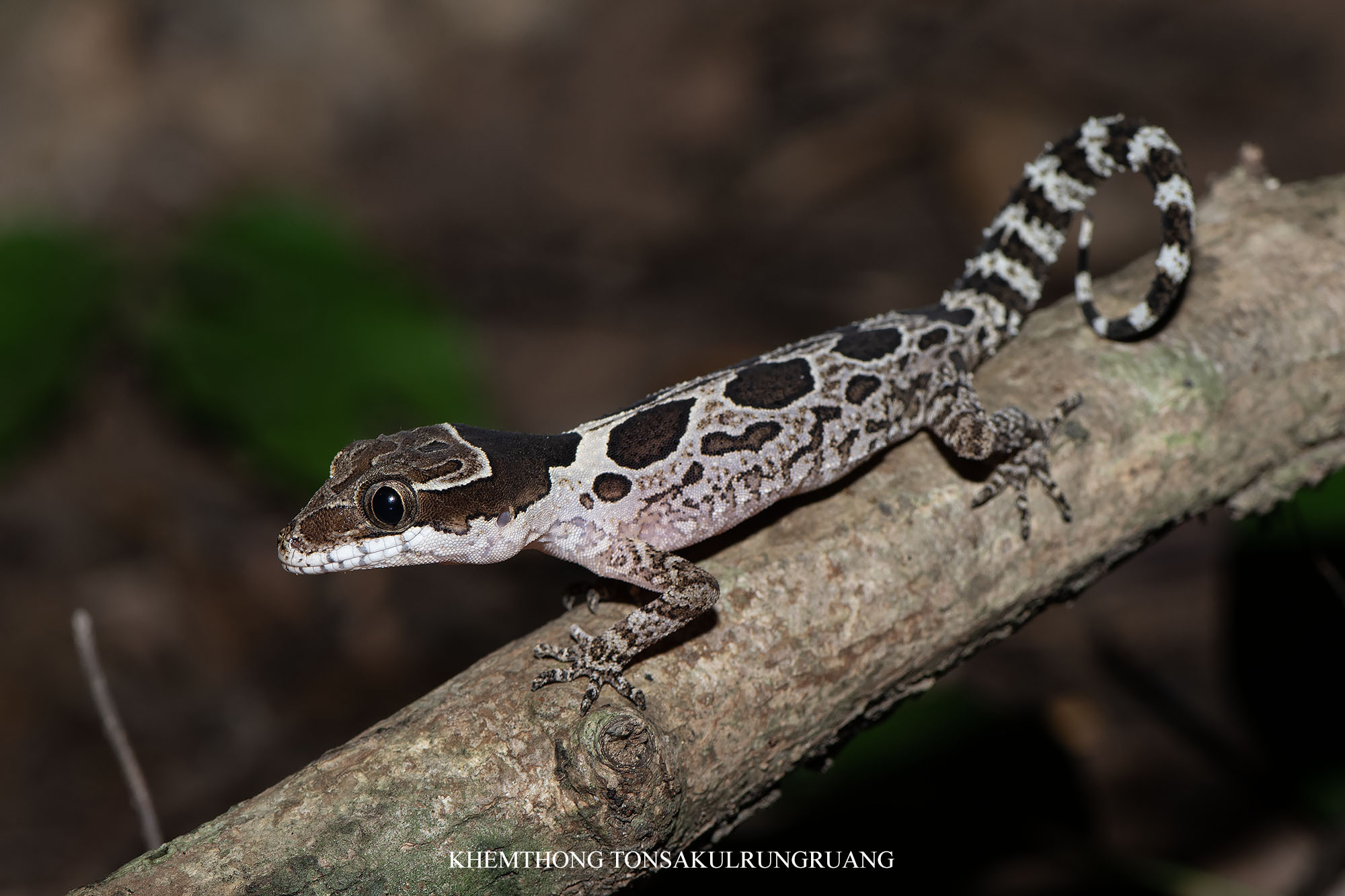 Angled Forest Gecko photo 2