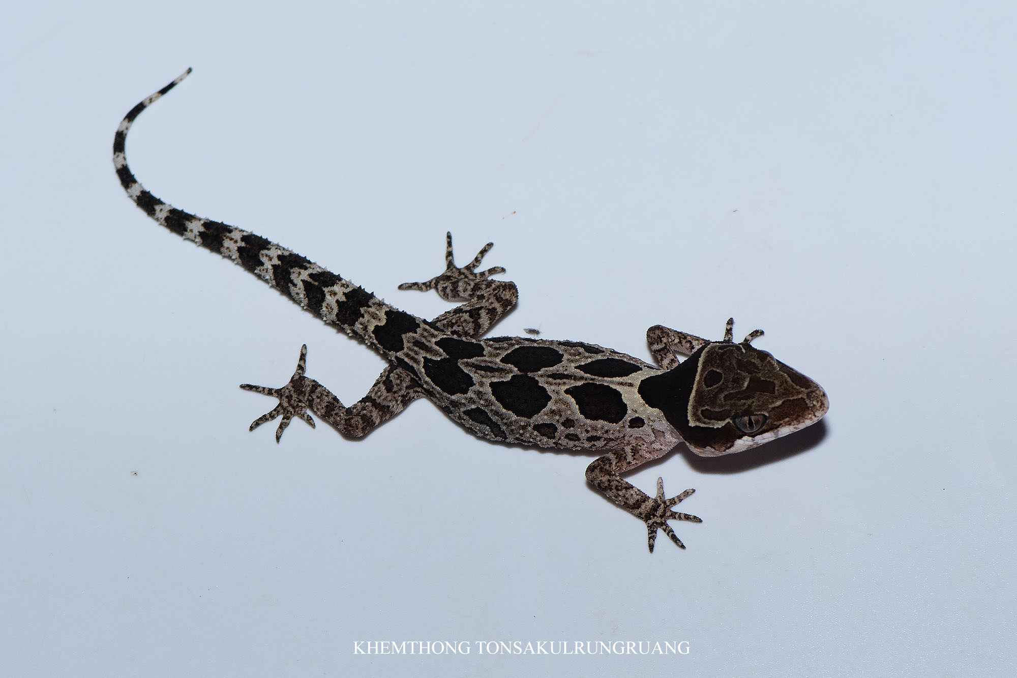 Angled Forest Gecko photo 3