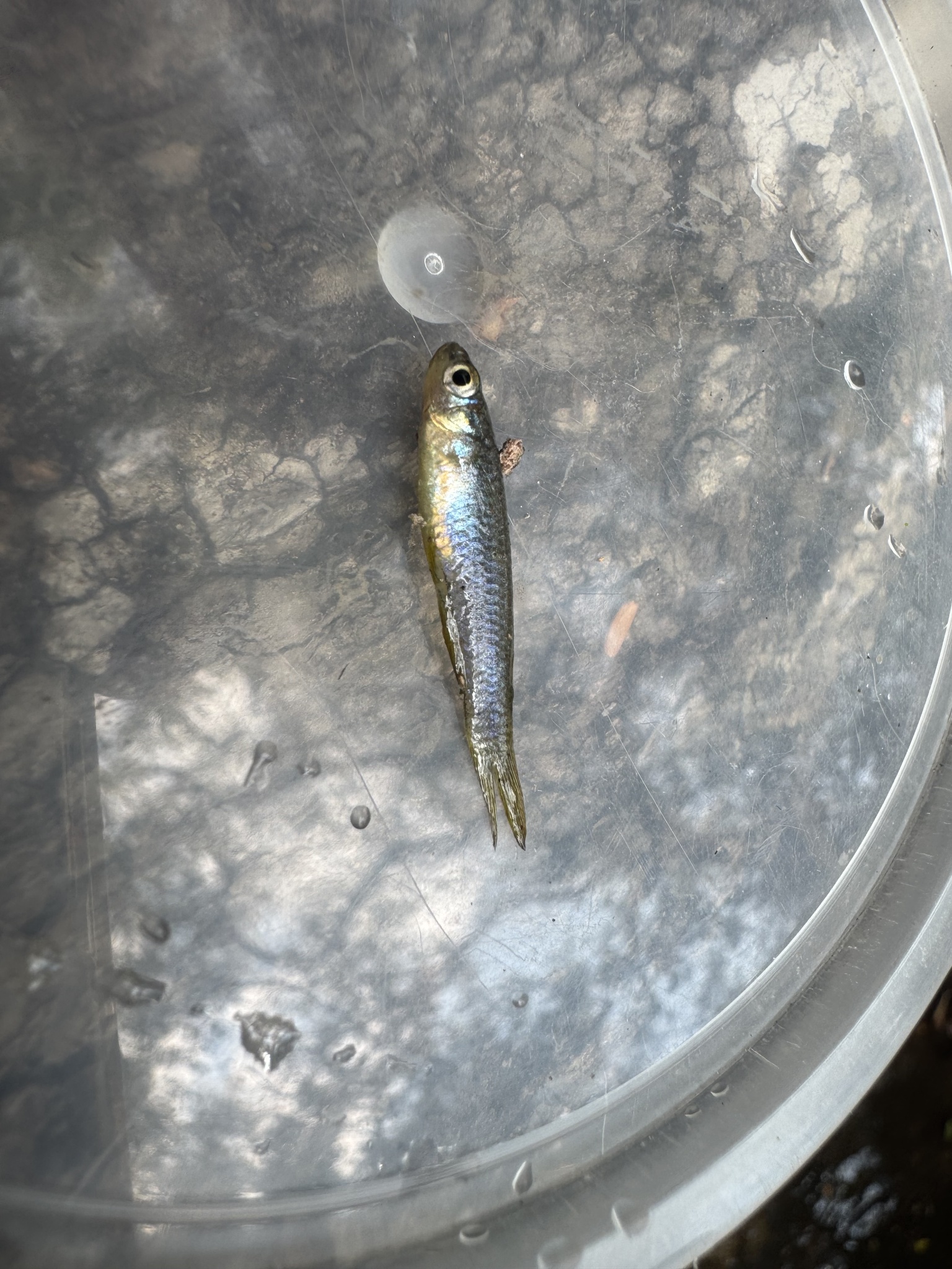 Johnston's Lampeye photo 6