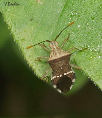 Cletomorpha benita
