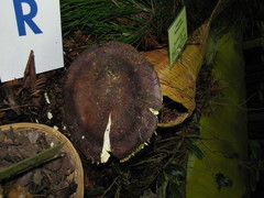 Russula graveolens