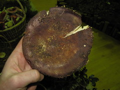 Russula graveolens