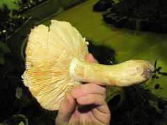Russula graveolens