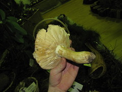 Russula graveolens