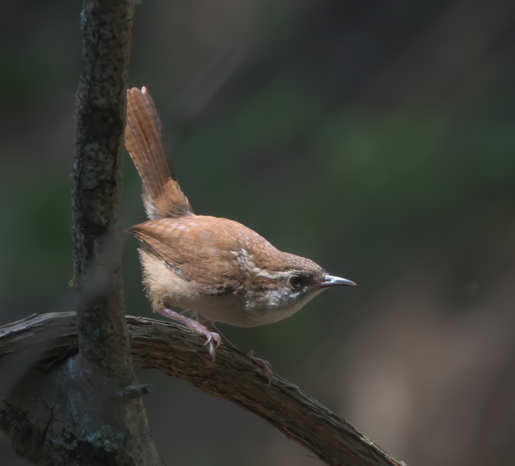 Carolina Wren (northern)