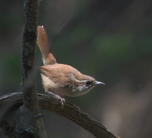 Carolina Wren (northern)