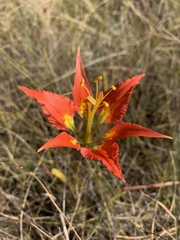 Lilium catesbaei image