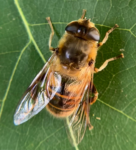 Unknown species found near NE Davis St, Portland, OR, US