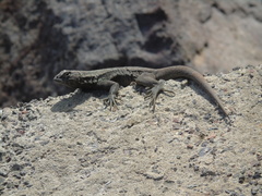 Microlophus atacamensis