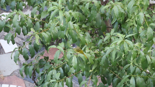 Collared Finchbill