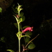 Aeschynanthus irigaensis (Merr.) B.L.Burtt & P.Woods 2