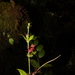 Aeschynanthus irigaensis (Merr.) B.L.Burtt & P.Woods 3