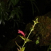 Aeschynanthus irigaensis (Merr.) B.L.Burtt & P.Woods 4