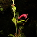 Aeschynanthus irigaensis (Merr.) B.L.Burtt & P.Woods