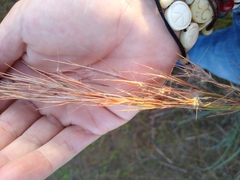 Andropogon cretaceus image