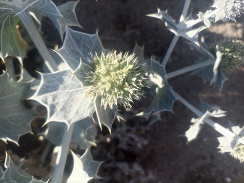Sea Holly
