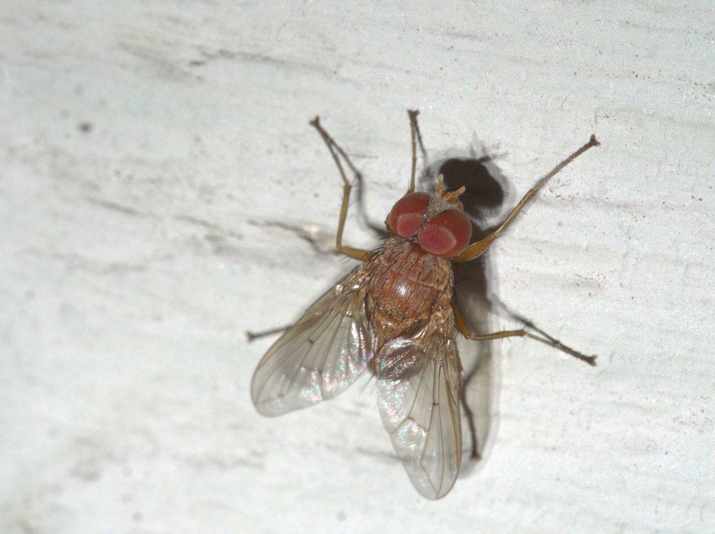 Palpostomatini