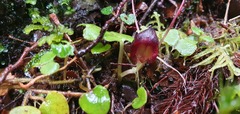 Corybas obscurus
