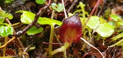 Corybas obscurus
