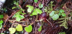 Corybas obscurus