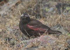 Leucosticte atrata