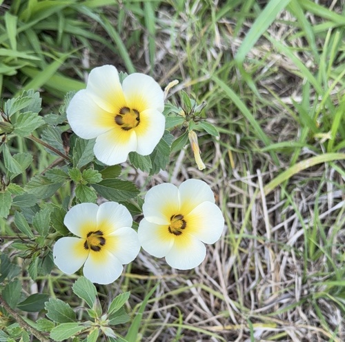 Cuban Buttercup