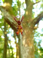 Micrathena fissispina