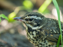 Redwing photo 4