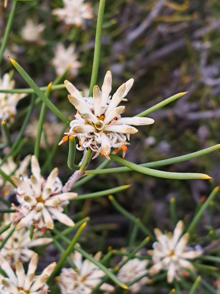 Petrophile pilostyla