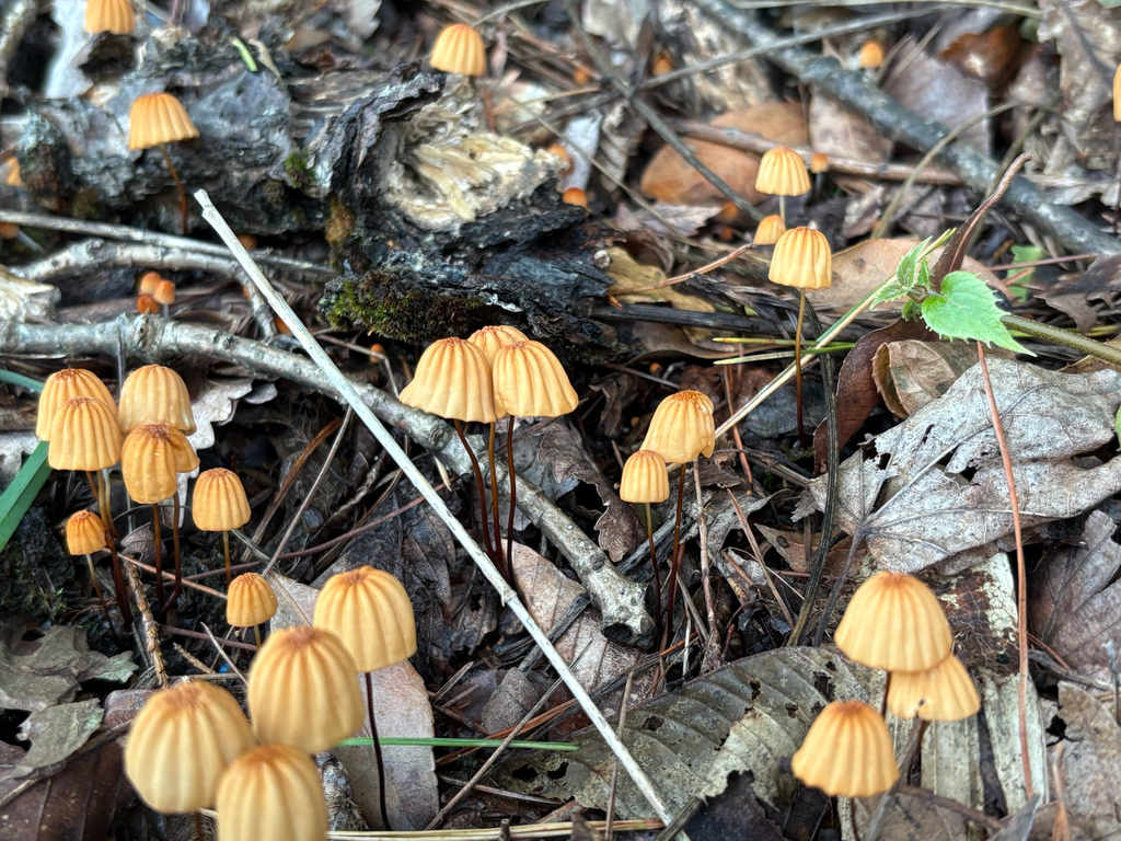 Marasmius siccus · September 2025 · photo: © re_nebel (iNaturalist, cc-by)