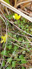 Ranunculus gracilipes