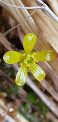 Ranunculus gracilipes