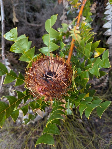 Banksia baxteri, photograph 5