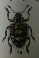 Trichaptus mutillarius