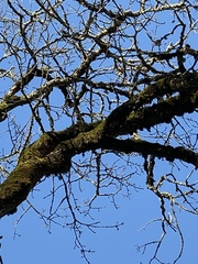 Sitta carolinensis