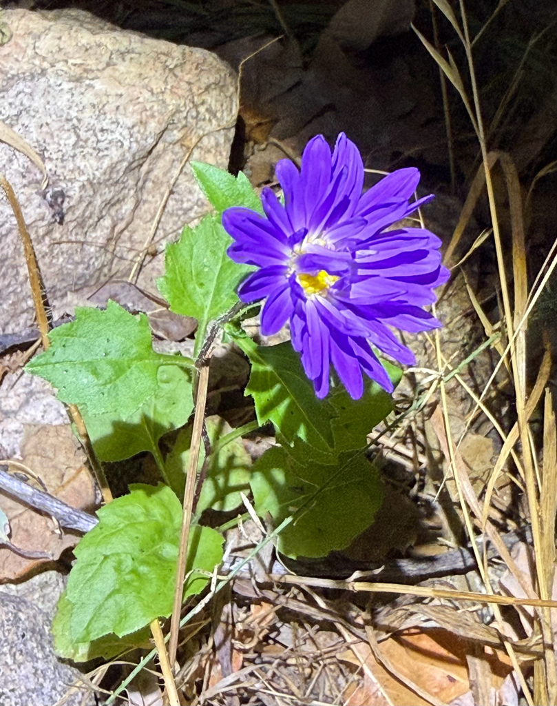 Chinese Aster from Crestline, CA, US on September 11, 2025 at 07:31 PM ...
