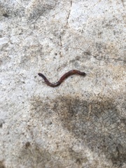 Lumbricus terrestris