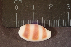 Palmadusta asellus