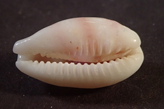 Palmadusta asellus