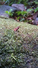 Plethodontohyla notosticta