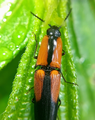 Simodactylus observed 2025-08-08