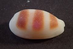 Palmadusta asellus