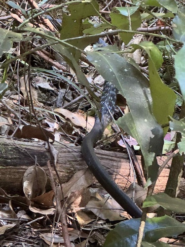Common Tree Snake sighting